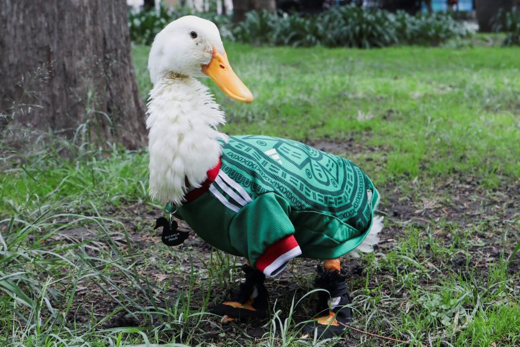 Bebek Merlín